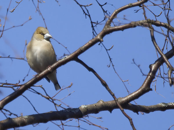 Nokkavarpunen, Hawfinch, Coccothraustes coccothraustes